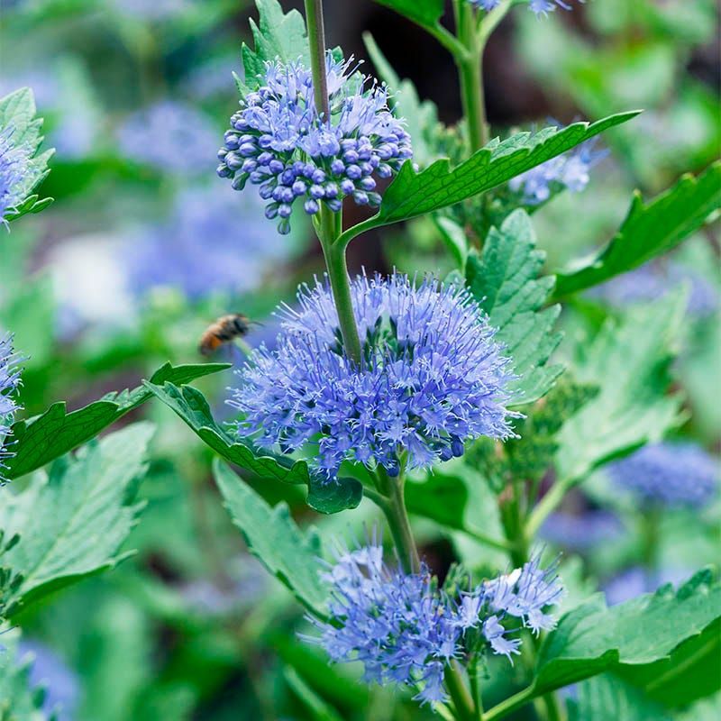 Caryopteris (Bluebeard)