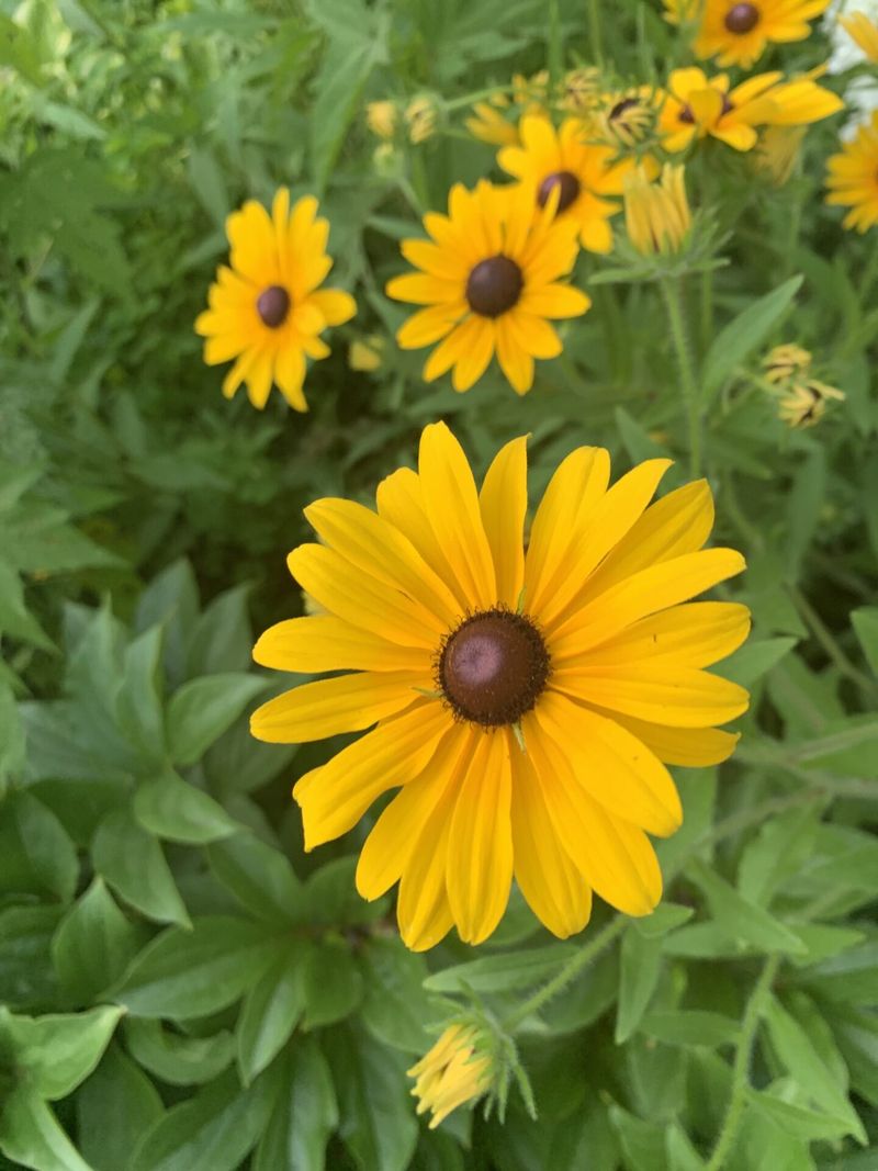 Black-Eyed Susan (Rudbeckia hirta)