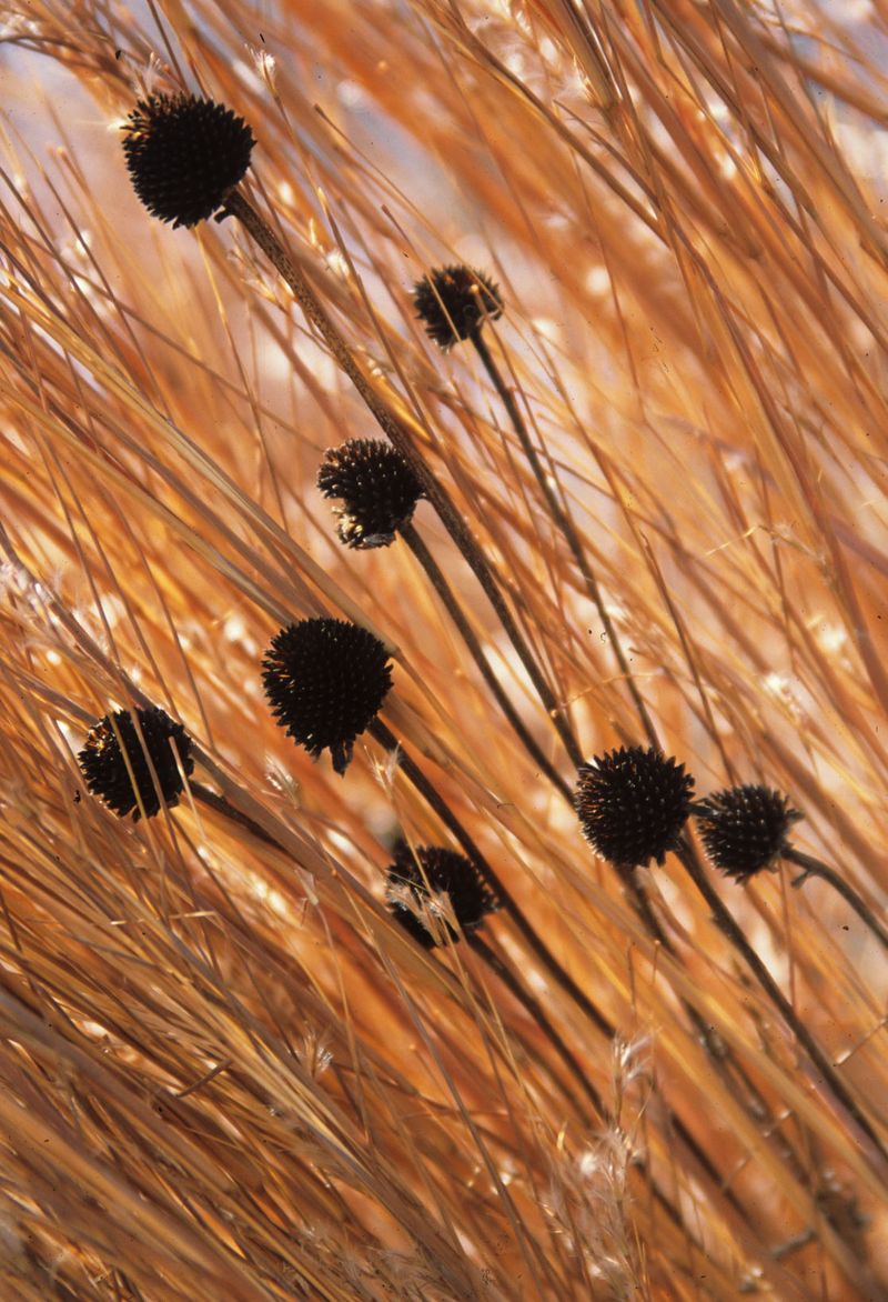Let The Dried Stalks Stand Through Winter