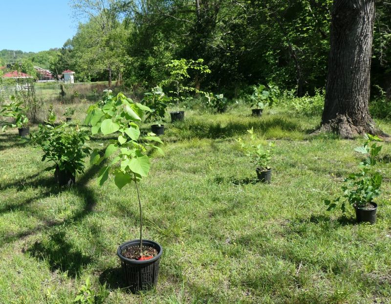 Plant in the dormant season and expect gradual establishment