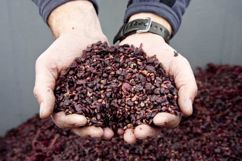 Winery leftovers give grape seeds a second life