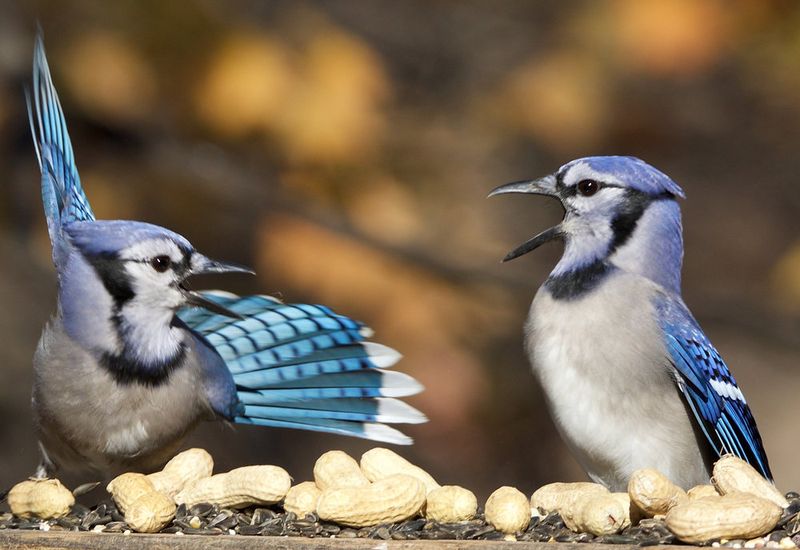 Blue Jay