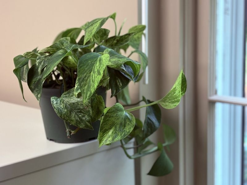 Indoor light can slow pothos water use