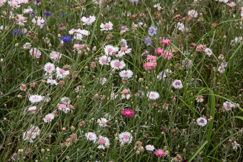 Bachelor's Buttons (Cornflowers)