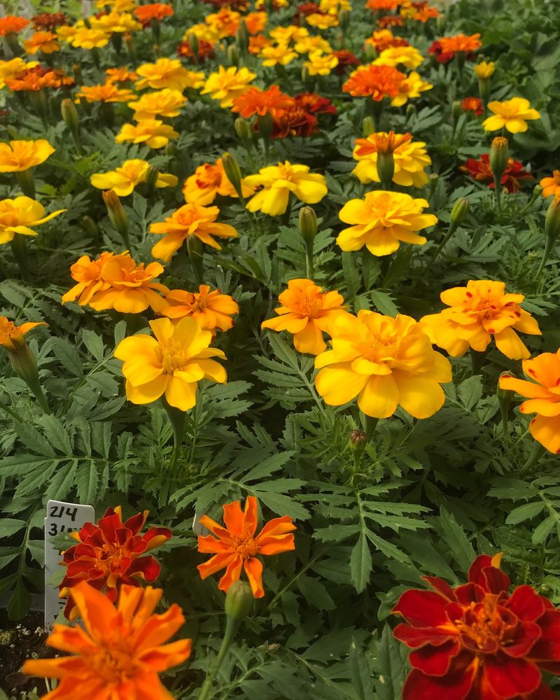 Marigolds