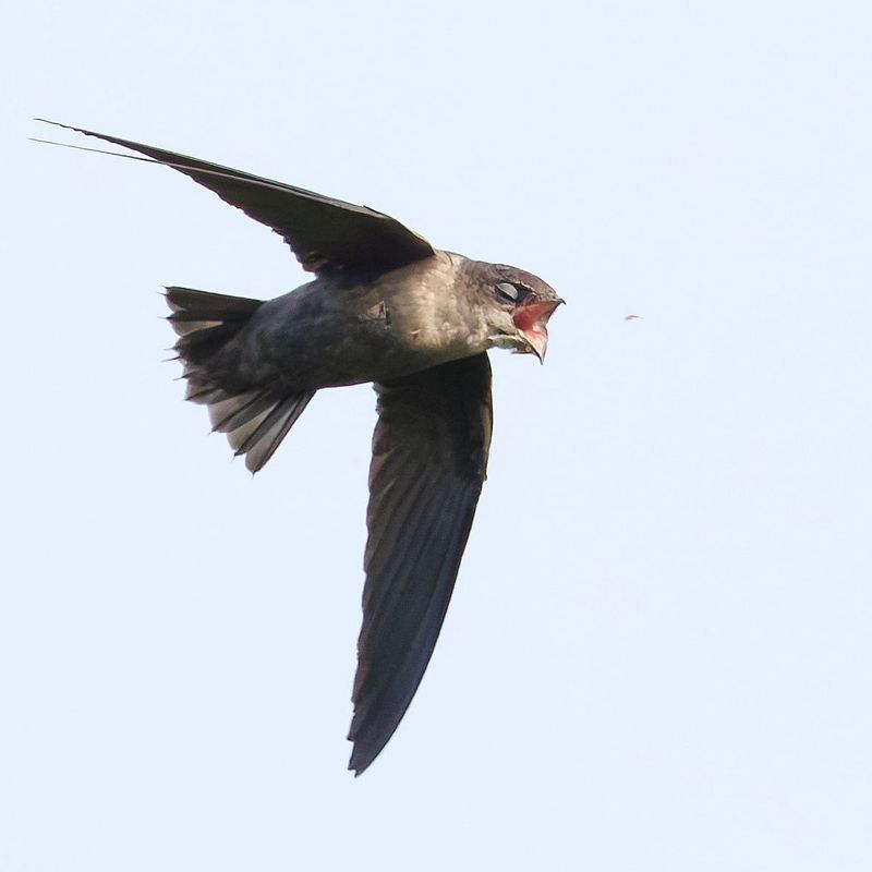 What Chimney Swifts hunt across the wider landscape