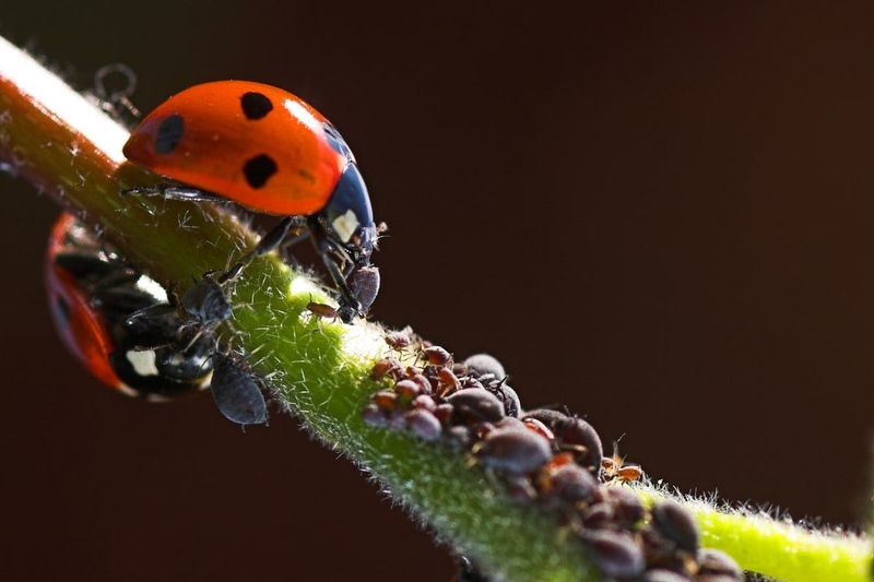 Use Water, Pruning, and Natural Enemies Before Pesticides