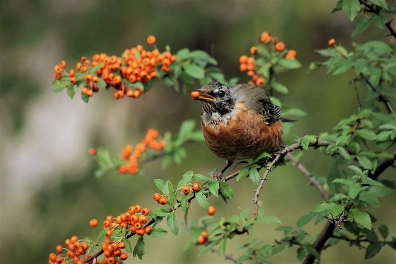 Birds are using a seasonal food source