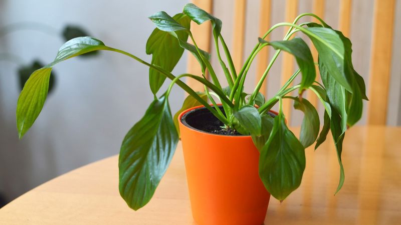 Correct Overwatering and Waterlogged Soil