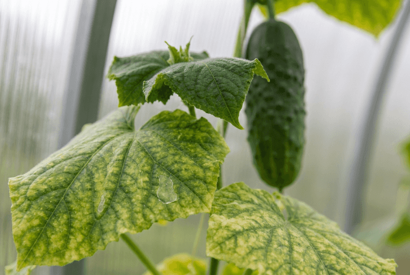 Magnesium Deficiency