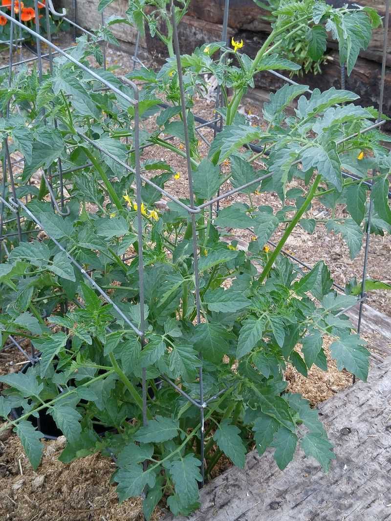Give Plants Time to Mature