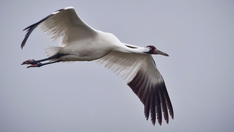 Whooping Crane
