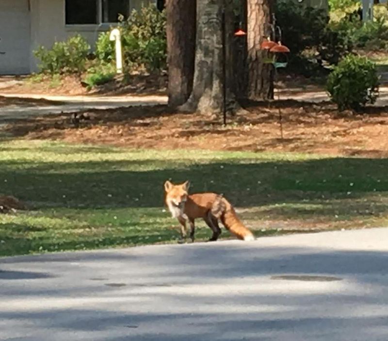 Remove concentrated attractants without making the yard sterile