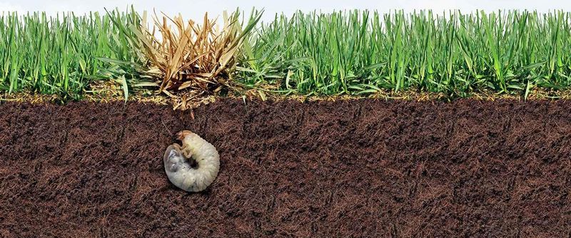 Treat confirmed turf damage, not every underground creature