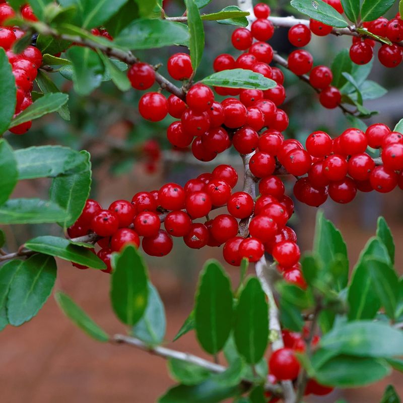 Yaupon Holly