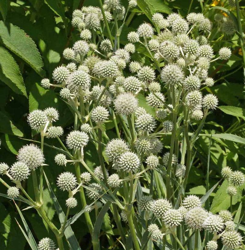Rattlesnake Master (Eryngium yuccifolium)