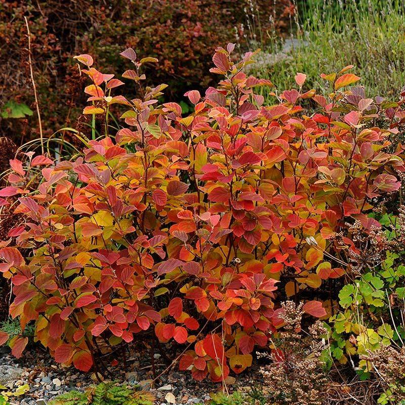Fothergilla