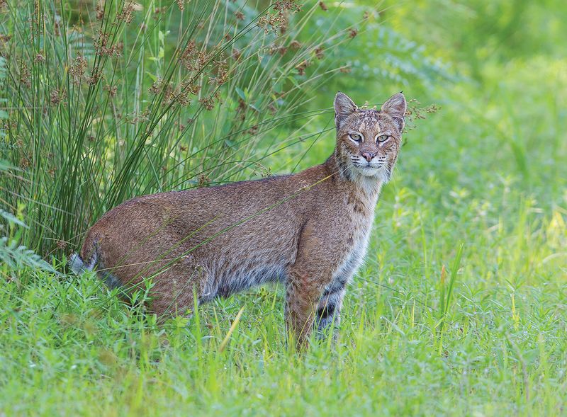 The bobcat is part of the food web—not a pest-control service