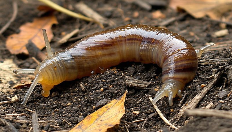Slug overwintering habits vary
