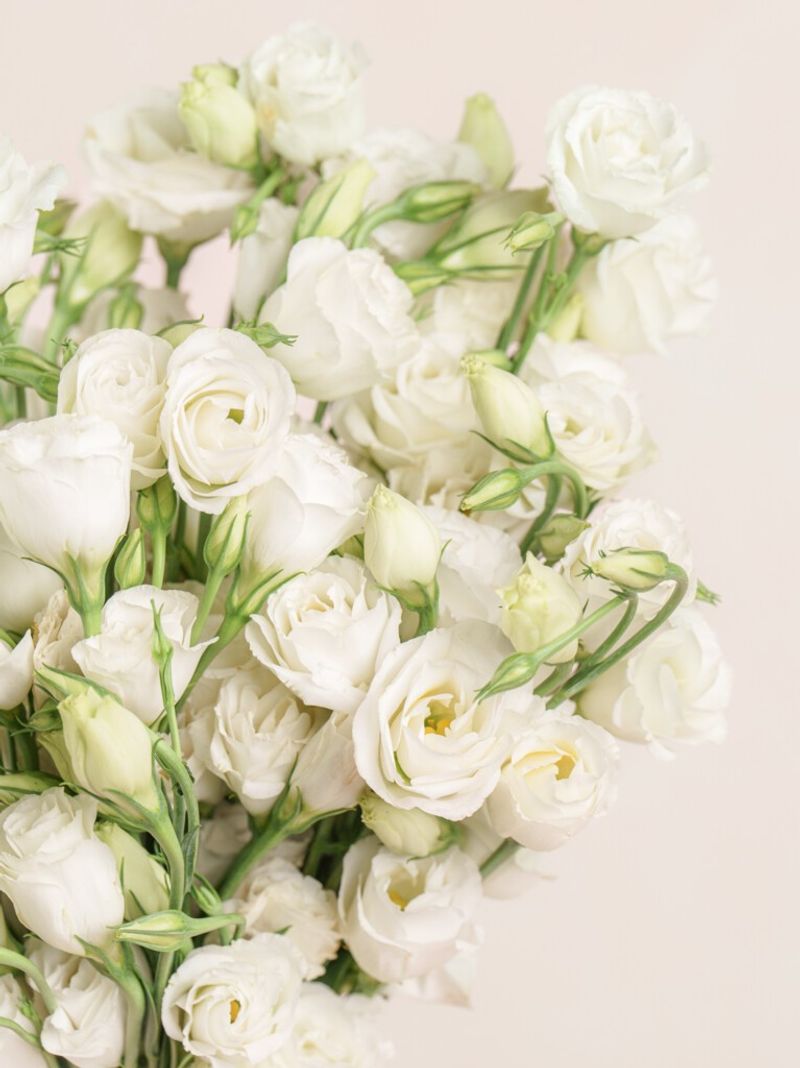 Lisianthus