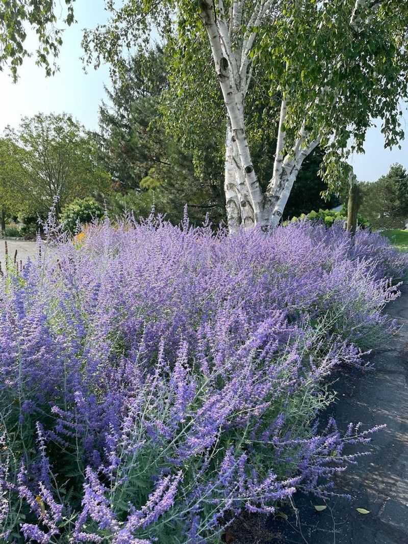 Russian Sage