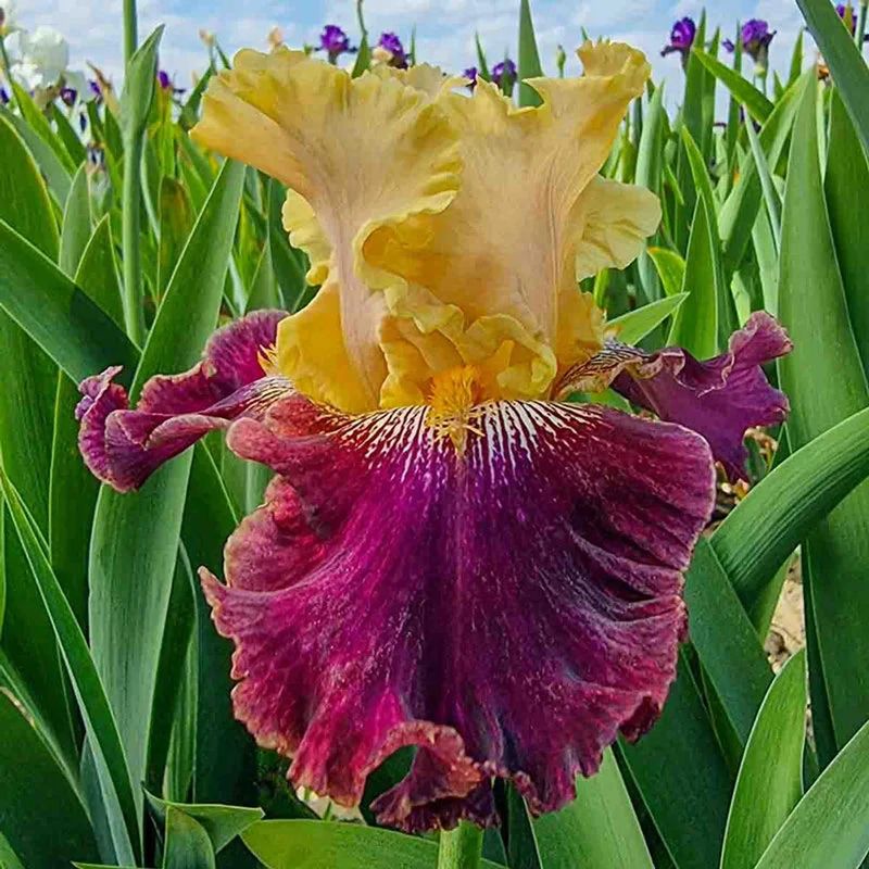 Bearded Iris