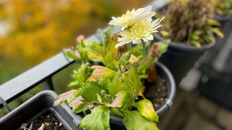 Check Light, Plant Type, Care, and Disease Before Blaming Pruning