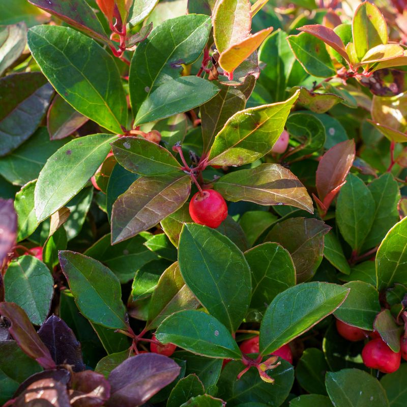 American Wintergreen (Gaultheria procumbens)