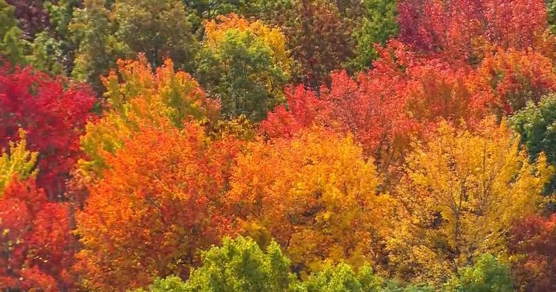 Fall color follows the season, while weather shapes the display