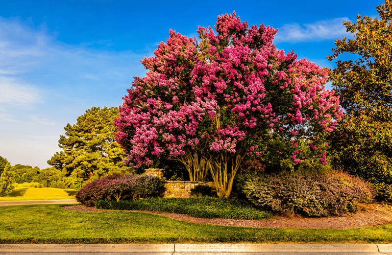 Keeping the tree may be smarter than moving it