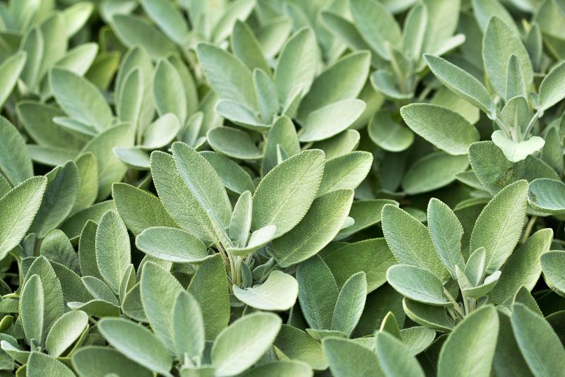 Identify the herb as common sage before you harvest