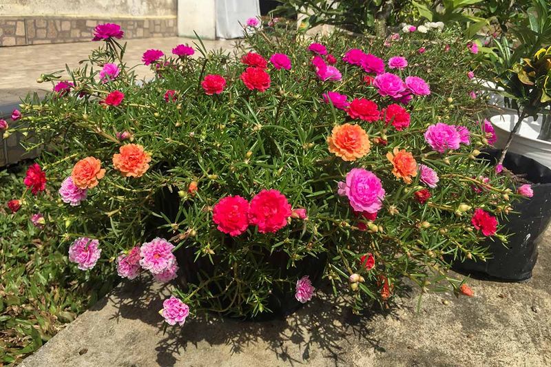 Moss Rose (Portulaca)