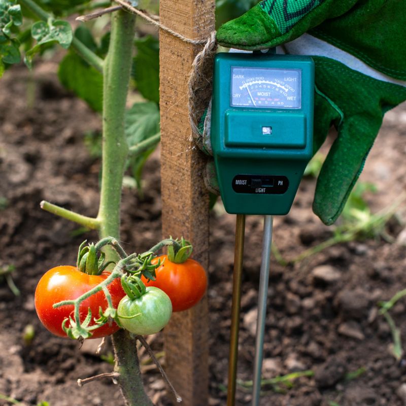 Check moisture and root space after fruit has set
