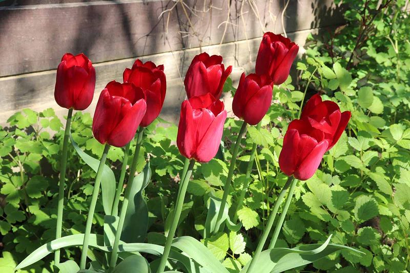 Choose tulips and a site suited to repeat blooms