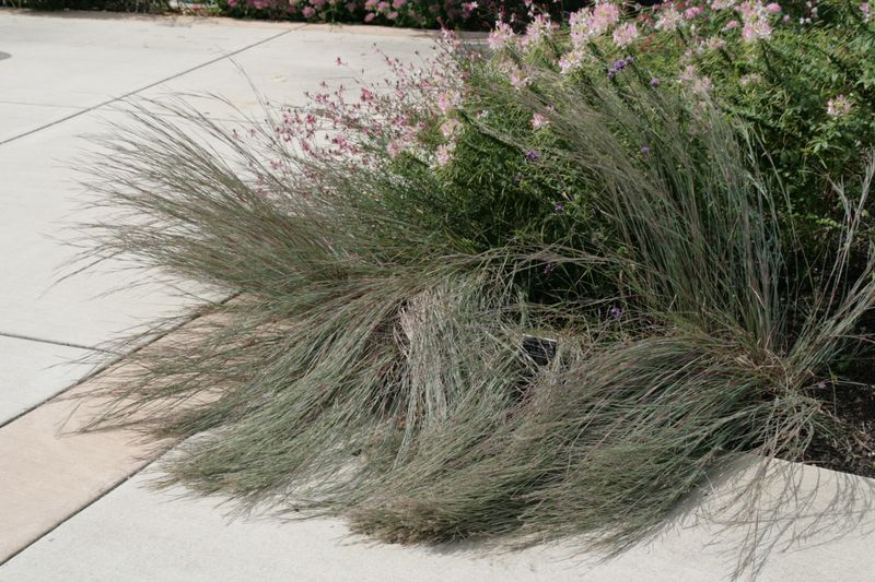 Start with sun, soil, and the conditions of your road edge