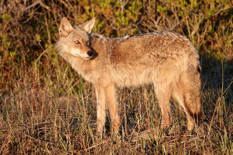 Remove the invitation while leaving a passing fox alone