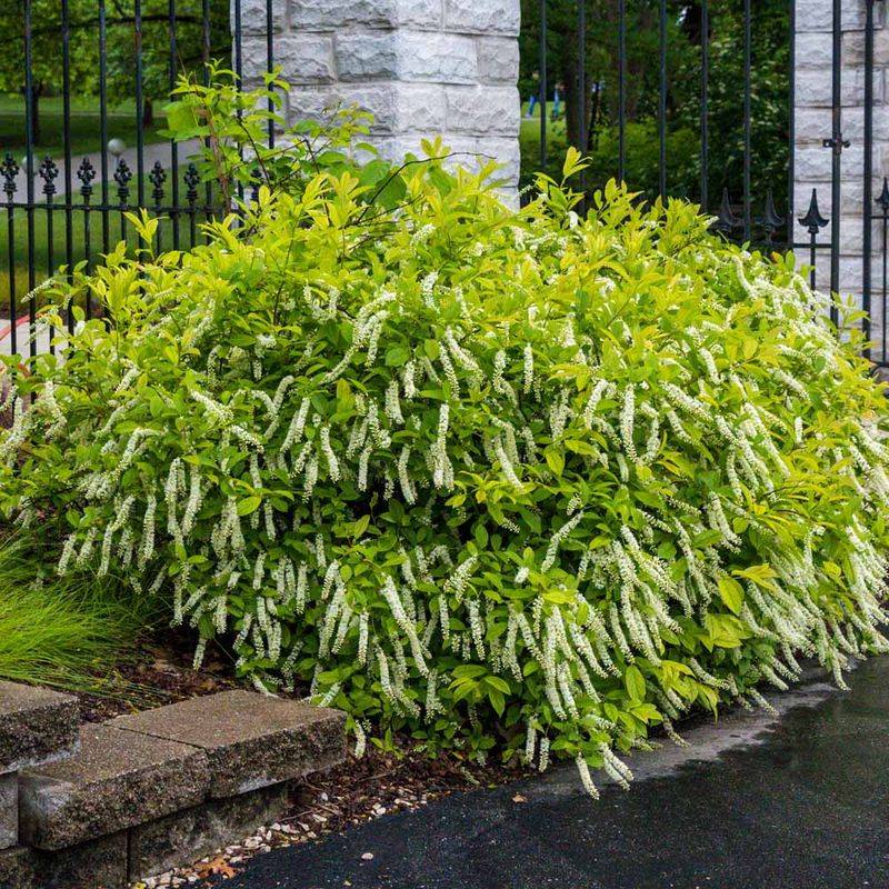 Virginia Sweetspire (Itea virginica)