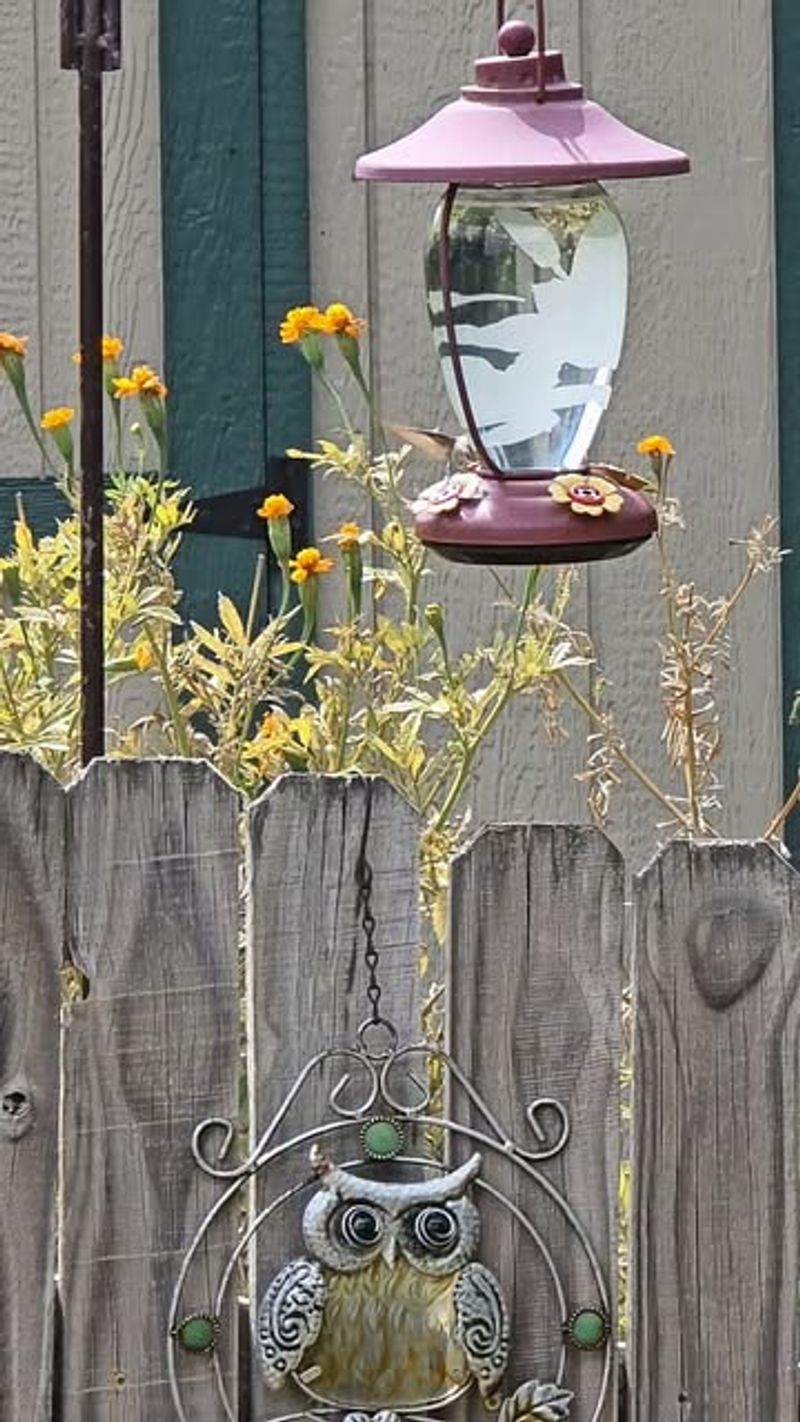 Shade and Wind Protection Support a Better Feeding Site