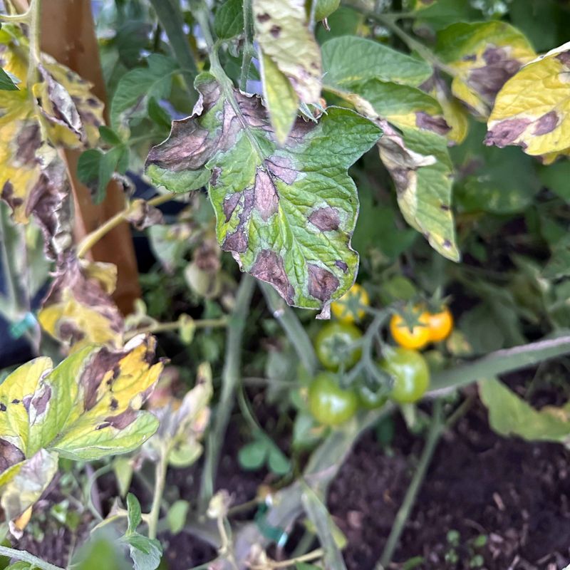 Diseased or Pest-Infested Plants
