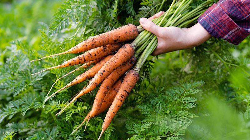 Carrots