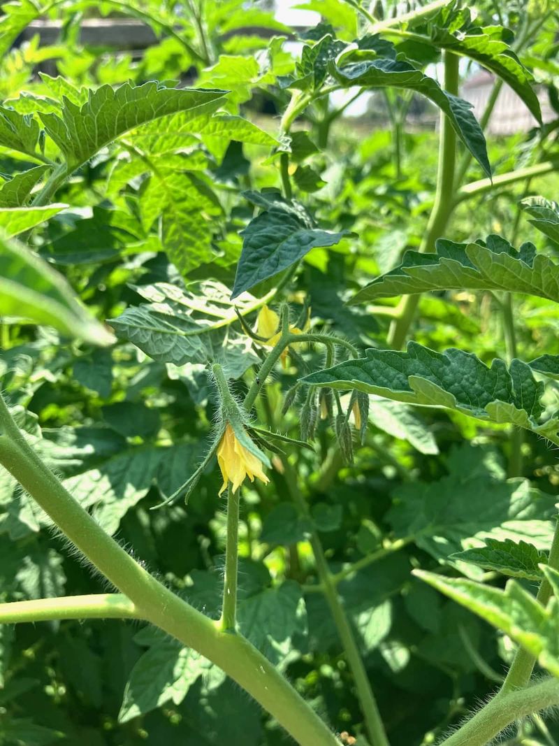 Start with the fruiting pattern, not the leaf count