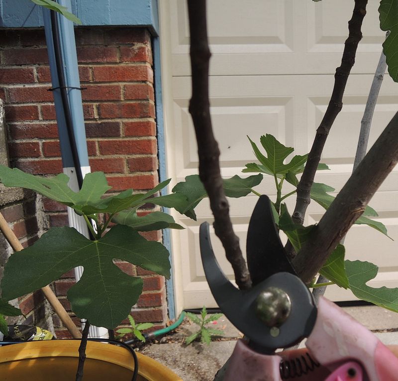 There is no single pruning date for every fig tree
