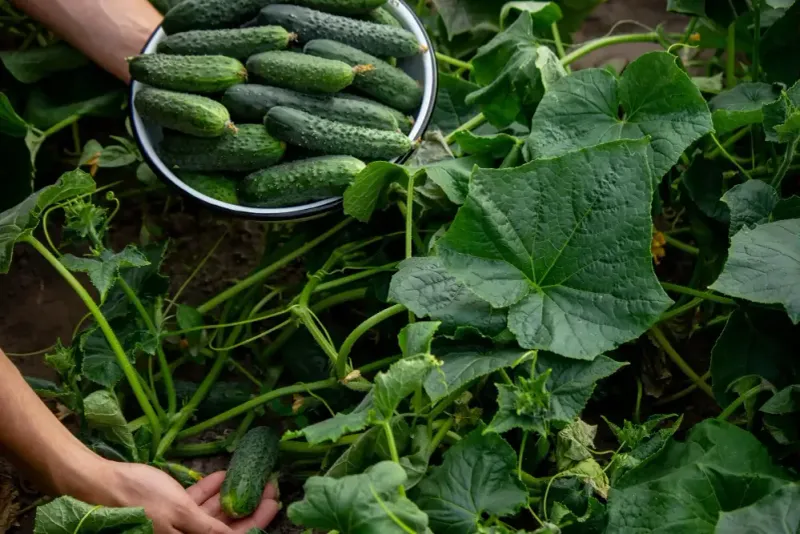 Build a consistent routine for better future harvests