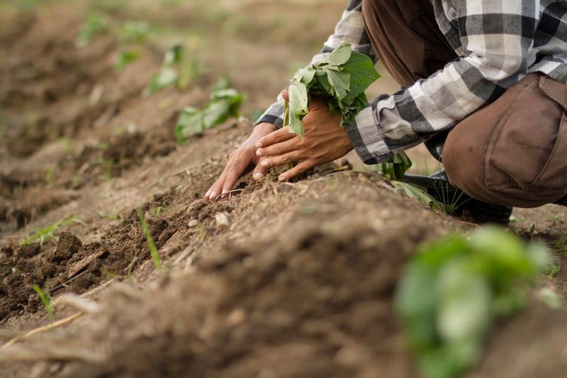 Why Sweet Potatoes Perform So Well in Parts of North Carolina