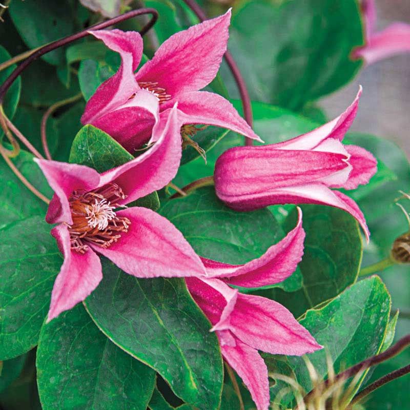 'Duchess of Albany' Clematis