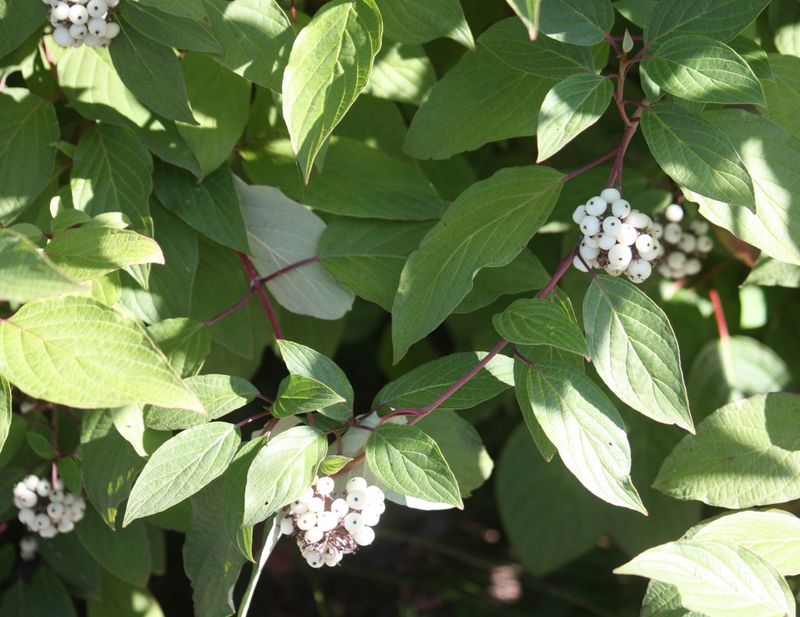 Dogwood (Red-Osier and Gray)