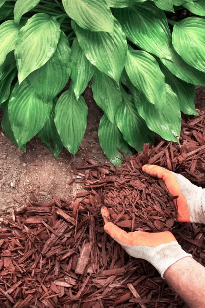 Apply an Insulating Layer of Mulch