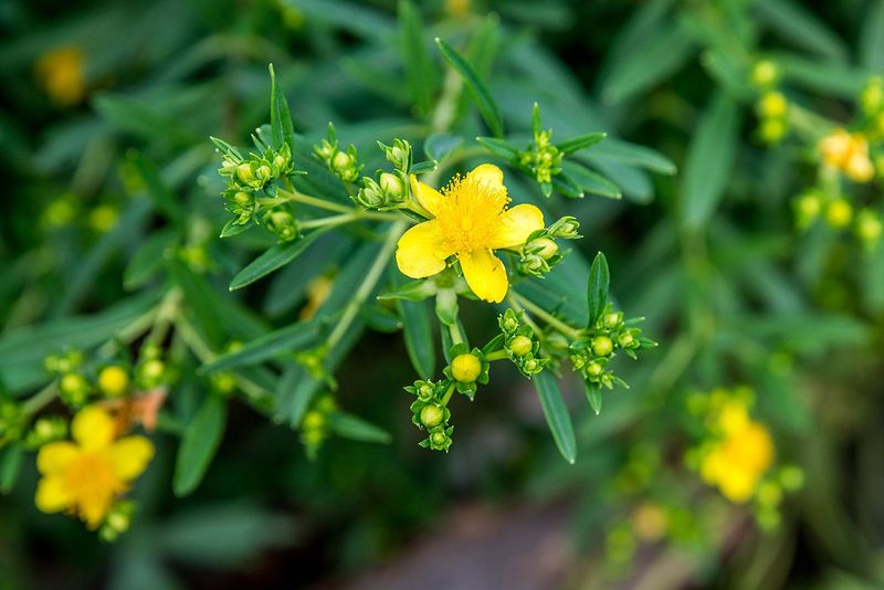 Shrubby St. John’s wort is the best fit for this sunny-site brief