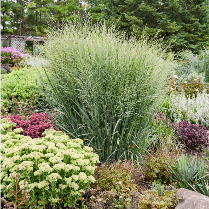 Switchgrass fits the promise—if you define “plant once” honestly
