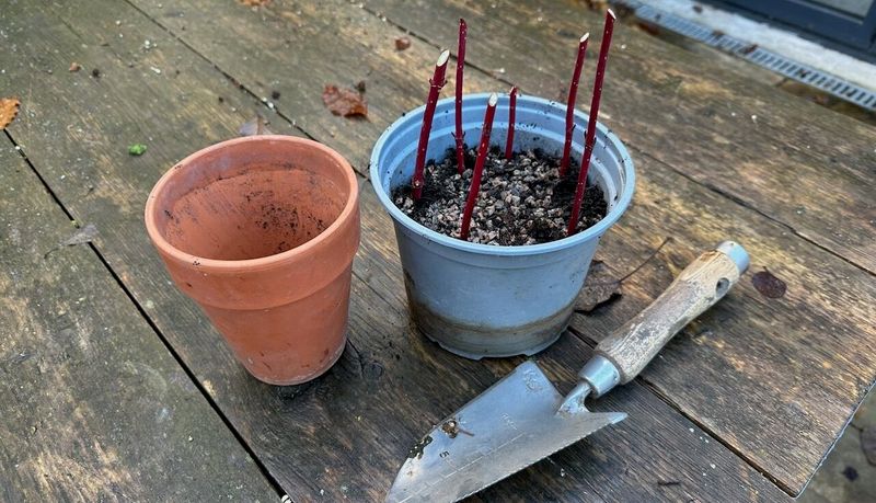 Fall hardwood cuttings need a protected setup